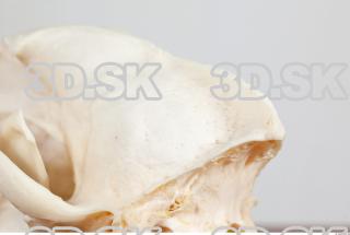 Skull photo reference 0052
